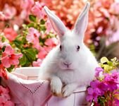 pic for cute rabbit 